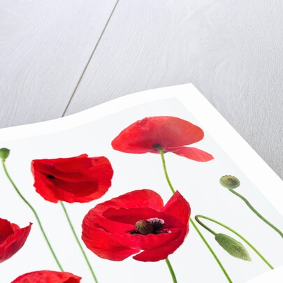 Poppies on white background by Assaf Frank